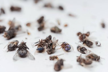 Beyaz arka planda, gece lambasından çıkan kurumuş ölü böcekler. Beyaz arka planda sinekler, hamamböcekleri, böcekler ve eşekarıları. Kurumuş uçan böceklerin dokusu