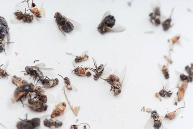 Beyaz arka planda, gece lambasından çıkan kurumuş ölü böcekler. Beyaz arka planda sinekler, hamamböcekleri, böcekler ve eşekarıları. Kurumuş uçan böceklerin dokusu