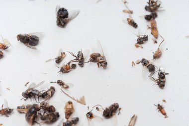 Beyaz arka planda, gece lambasından çıkan kurumuş ölü böcekler. Beyaz arka planda sinekler, hamamböcekleri, böcekler ve eşekarıları. Kurumuş uçan böceklerin dokusu