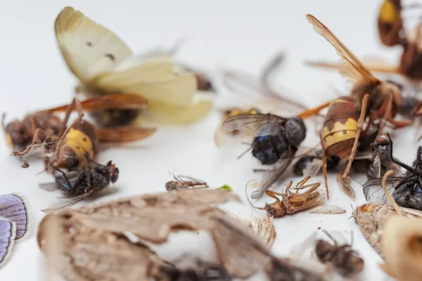 Dode Gedroogde Insecten Van Een Nachtlampje Een Witte Achtergrond Vliegen — Stockfoto