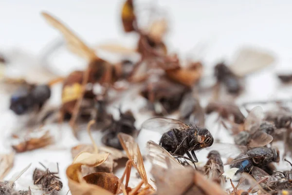 Dode Gedroogde Insecten Van Een Nachtlampje Een Witte Achtergrond Vliegen — Stockfoto