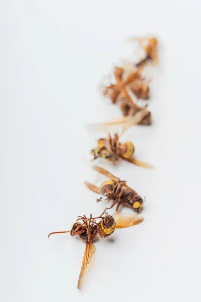 Dode Gedroogde Wespen Een Witte Achtergrond Horzels Benen Van Dichtbij — Stockfoto