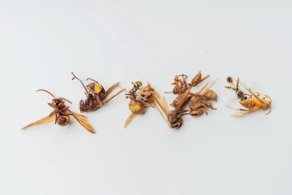 Νεκρές Αποξηραμένες Σφήκες Άγριων Μελισσών Λευκό Φόντο Χόρνετ Πόδια Κοντινό — Φωτογραφία Αρχείου