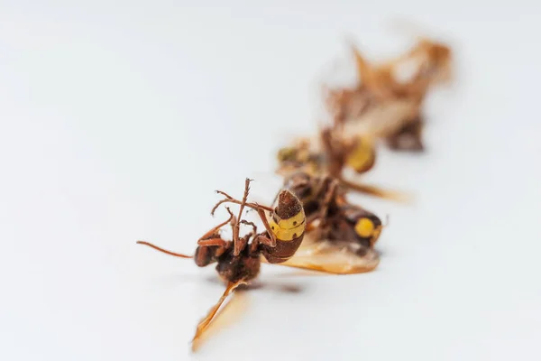 枯死的野蜂在白色的背景上 大黄蜂的腿靠得很近 — 图库照片