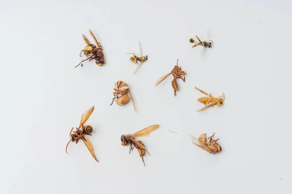 Νεκρές Αποξηραμένες Σφήκες Άγριων Μελισσών Λευκό Φόντο Χόρνετ Πόδια Κοντινό — Φωτογραφία Αρχείου