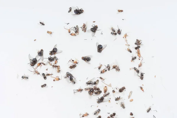 Döda Torkade Insekter Från Nattlampa Vit Bakgrund Flugor Kackerlackor Skalbaggar — Stockfoto