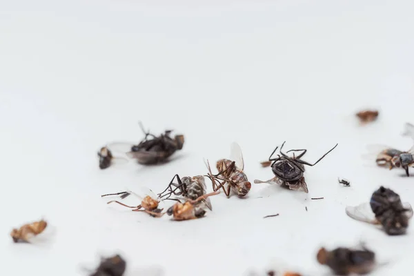 Dead Dried Insects Night Light Lamp White Background Flies Cockroaches — Stock Photo, Image