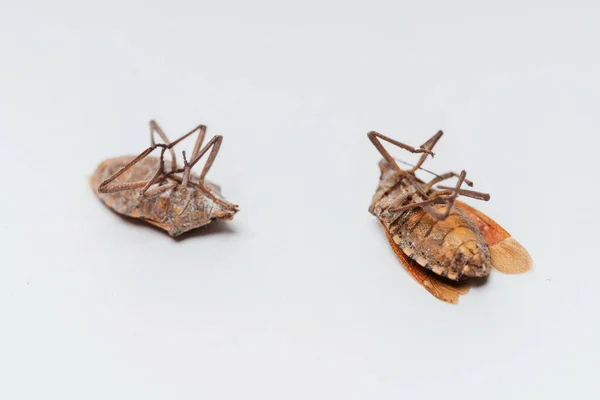 Dead Dried Insects Out White Background Bedbugs Legs Close — Stock Photo, Image