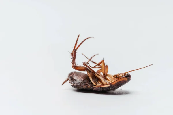 Νεκρό Αποξηραμένο Έντομο Λευκό Φόντο Πόδια Κατσαρίδας Από Κοντά — Φωτογραφία Αρχείου