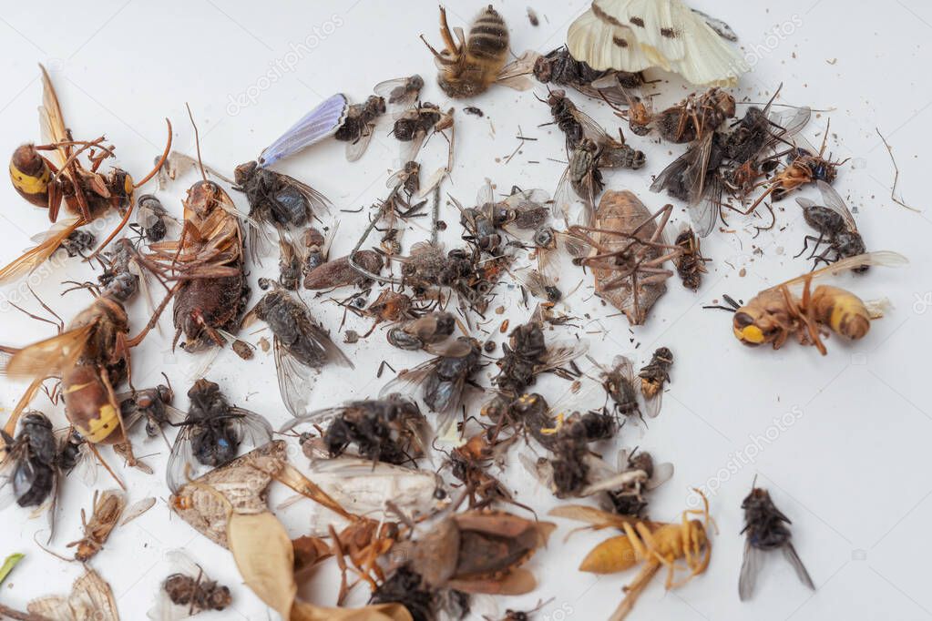 Dead dried insects from a night light lamp on a white background. Flies, cockroaches, beetles and wasps on a white background. Texture of dried flying insects