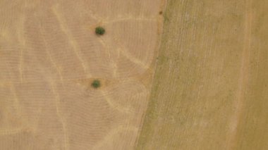 Tepelerin arka planında bir yulaf ve safran tarlası. Yulaf tarlası üst görünümü. Kazakistan 'ın güneyinde güzel bir manzara.