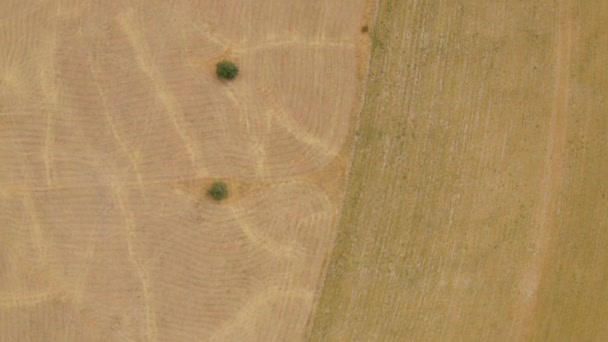 Campo Avena Cártamo Fondo Las Colinas Campo Avena Textura Vista — Vídeo de stock