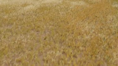 Tepelerin arka planında bir yulaf ve safran tarlası. Yulaf tarlası üst görünümü. Kazakistan 'ın güneyinde güzel bir manzara.