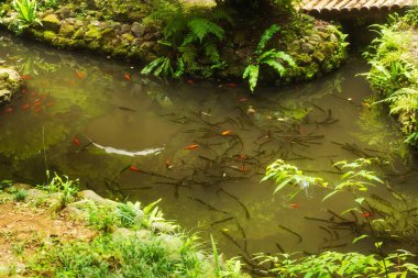Batumi 'de Çin balığı. Georgia 'daki botanik bahçesi. Batumi 'de göleti olan Japon bahçesi.