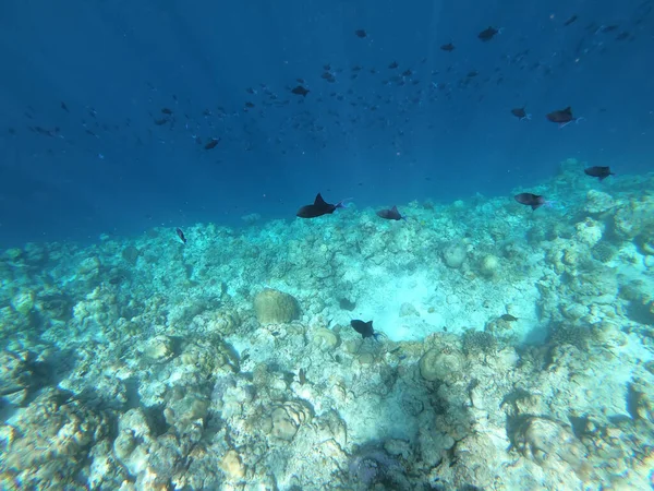 Schools of colorful tropical fish swimming around corals on a tropical reef in Maldives. — Stock Photo, Image