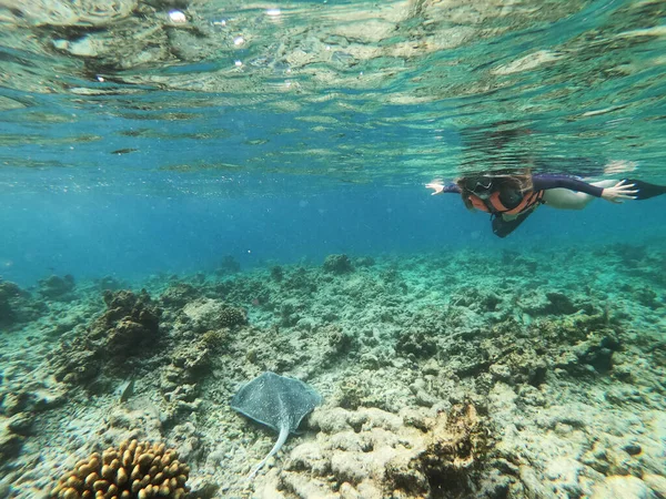 Ecoles de poissons tropicaux colorés nageant autour des coraux sur un récif tropical aux Maldives. Images De Stock Libres De Droits