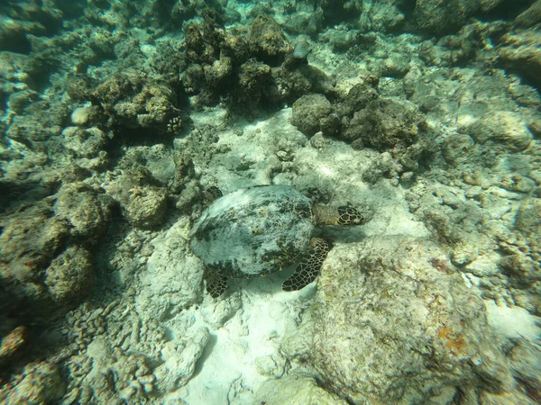 Kaplumbağa Kaplumbağa Eretmochelys su altında yüzer. Maldivler Hint Okyanusu mercan resifleri. — Stok fotoğraf