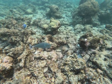 Maldivler 'deki tropik bir resifte mercanların etrafında yüzen renkli tropikal balık sürüleri.