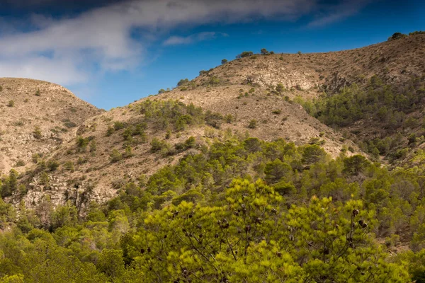 Ağaçlı ve üzerinde mavi gökyüzü olan bir tepenin manzarası.