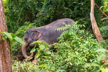 Etkileyici bir fil verimli yeşilliklerde zarifçe yürüyor, doğanın ve vahşi yaşamın harikalarını gözler önüne seriyor.