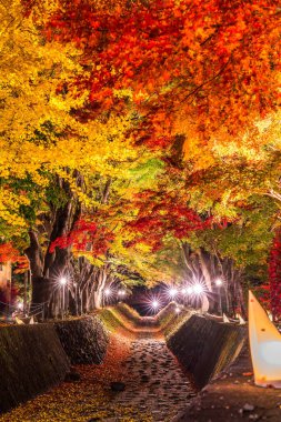 Japonya 'daki Kawaguchi Gölü' nün yanındaki Fujikawaguchiko 'da sonbaharda renkli ağaçların sergilendiği gece.