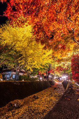 Japonya 'daki Kawaguchi Gölü' nün yanındaki Fujikawaguchiko 'da sonbaharda renkli ağaçların sergilendiği gece.