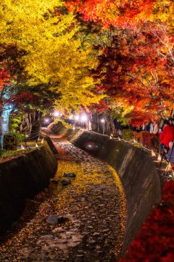 Japonya 'daki Kawaguchi Gölü' nün yanındaki Fujikawaguchiko 'da sonbaharda renkli ağaçların sergilendiği gece.