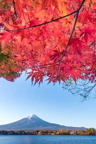 Colorful Autumn in Mount Fuji, Japan - Lake Kawaguchiko is one of the best places in Japan to enjoy Mount Fuji scenery of maple leaves changing color giving image of those leaves framing Mount Fuji.