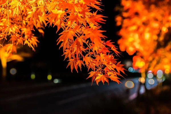 Exibição Noturna Das Árvores Coloridas Outono Fujikawaguchiko Lado Lago Kawaguchi — Fotografia de Stock