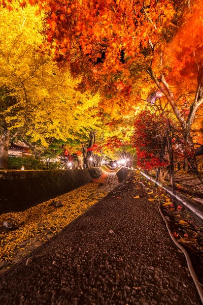 Nocny Pokaz Kolorowych Drzew Jesienią Fujikawaguchiko Obok Jeziora Kawaguchi Japonii — Zdjęcie stockowe