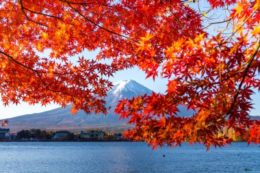 Japonya 'nın Fuji Dağı' ndaki renkli sonbahar - Kawaguchiko Gölü Fuji Dağı 'nın akçaağaç yapraklarından oluşan Fuji Dağı manzarasının tadını çıkarmak için en iyi yerlerden biridir..