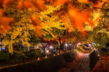 Japonya 'daki Kawaguchi Gölü' nün yanındaki Fujikawaguchiko 'da sonbaharda renkli ağaçların sergilendiği gece.