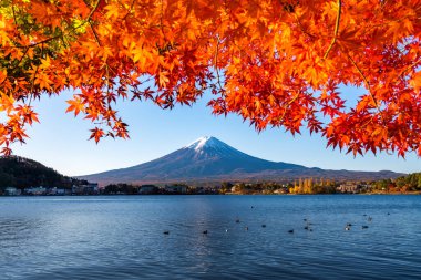 Japonya 'nın Fuji Dağı' ndaki renkli sonbahar - Kawaguchiko Gölü Fuji Dağı 'nın akçaağaç yapraklarından oluşan Fuji Dağı manzarasının tadını çıkarmak için en iyi yerlerden biridir..