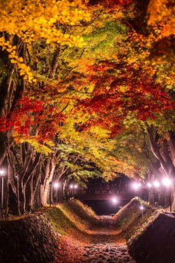 Japonya 'daki Kawaguchi Gölü' nün yanındaki Fujikawaguchiko 'da sonbaharda renkli ağaçların sergilendiği gece.