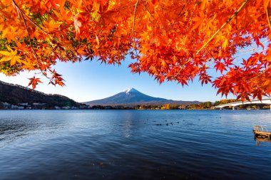 Japonya 'nın Fuji Dağı' ndaki renkli sonbahar - Kawaguchiko Gölü Fuji Dağı 'nın akçaağaç yapraklarından oluşan Fuji Dağı manzarasının tadını çıkarmak için en iyi yerlerden biridir..