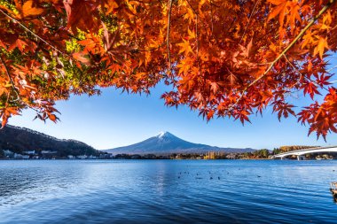 Japonya 'nın Fuji Dağı' ndaki renkli sonbahar - Kawaguchiko Gölü Fuji Dağı 'nın akçaağaç yapraklarından oluşan Fuji Dağı manzarasının tadını çıkarmak için en iyi yerlerden biridir..