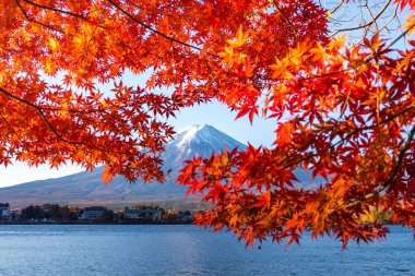 Japonya 'nın Fuji Dağı' ndaki renkli sonbahar - Kawaguchiko Gölü Fuji Dağı 'nın akçaağaç yapraklarından oluşan Fuji Dağı manzarasının tadını çıkarmak için en iyi yerlerden biridir..