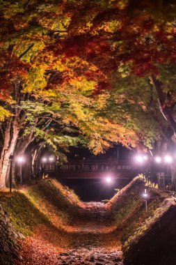 Japonya 'daki Kawaguchi Gölü' nün yanındaki Fujikawaguchiko 'da sonbaharda renkli ağaçların sergilendiği gece.