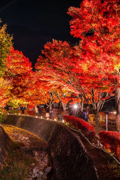 日本の河口湖に隣接する富士河口湖で 秋のカラフルな木々の夜の展示 — ストック写真