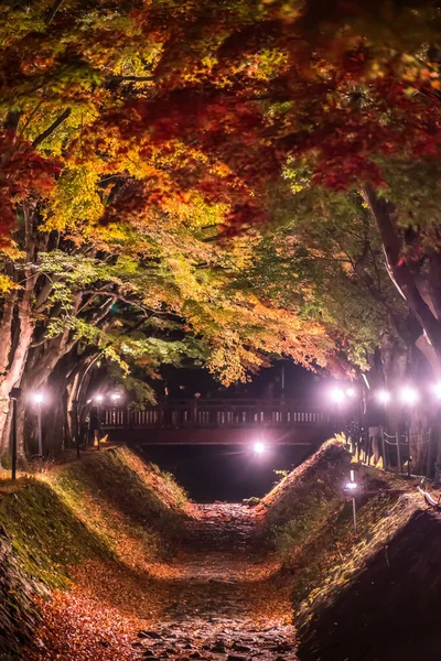 日本の河口湖に隣接する富士河口湖で 秋のカラフルな木々の夜の展示 — ストック写真