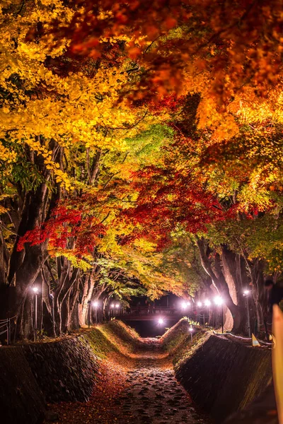 日本の河口湖に隣接する富士河口湖で 秋のカラフルな木々の夜の展示 — ストック写真