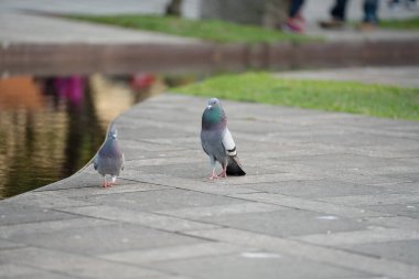 Kaya Güvercini 'nin yüz yüze görüşü. Kaya Güvercinleri, sokağa ve meydanlara toplanmış, terk edilmiş yiyecek ve kuş yemi sunarak yaşıyor.