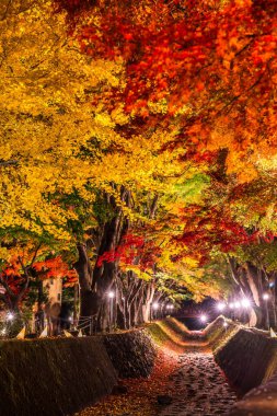 Japonya 'daki Kawaguchi Gölü' nün yanındaki Fujikawaguchiko 'da sonbaharda renkli ağaçların sergilendiği gece.