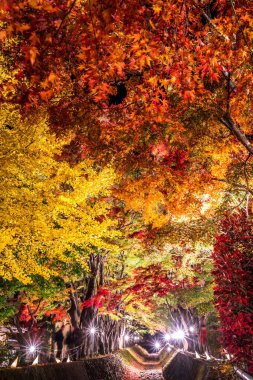 Japonya 'daki Kawaguchi Gölü' nün yanındaki Fujikawaguchiko 'da sonbaharda renkli ağaçların sergilendiği gece.