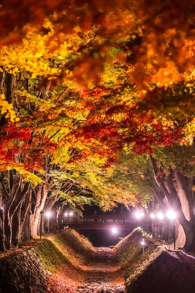 日本の河口湖に隣接する富士河口湖で 秋のカラフルな木々の夜の展示 — ストック写真