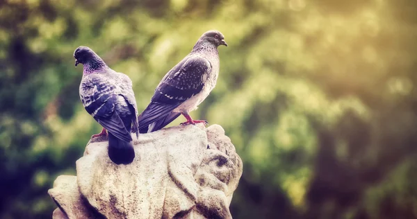 Dos palomas en una roca — Foto de Stock