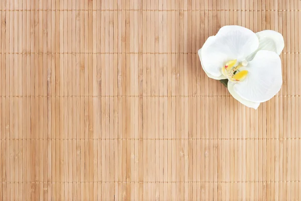Natürliche Bambus Hintergrund mit Orchidee — Stockfoto