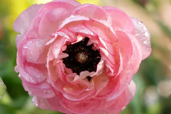 Blütenkopf mit rosa Blütenblättern — Stockfoto