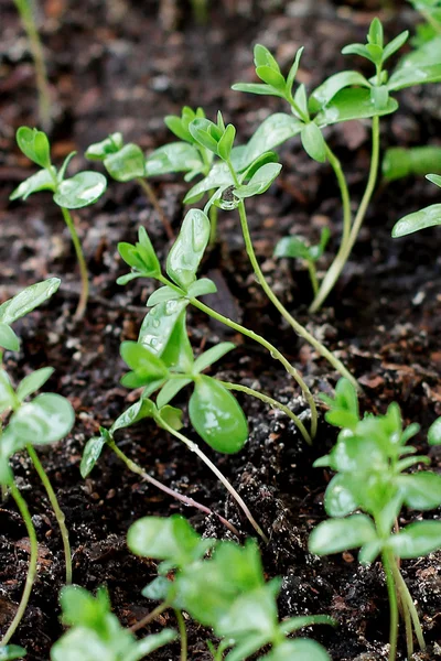 Brotes de plantas pequeñas en rocío — Foto de Stock