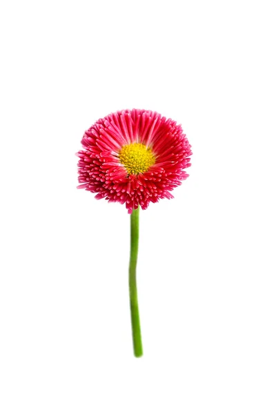 Fleur de marguerite rose isolée sur fond blanc — Photo